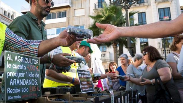 Diferencias de hasta un 600% entre lo que recibe el agricultor y lo que paga el consumidor por los arándanos