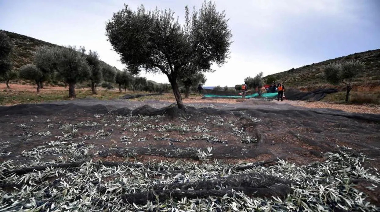 España vendió a EE.UU. 3,5 millones de kilos de aceituna negra entre enero y marzo