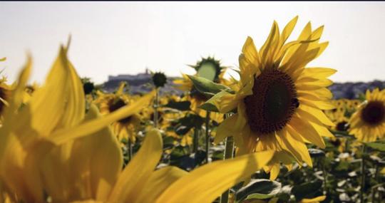 Plantación de girasoles en un campo de Gerena