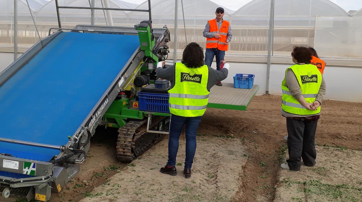 Cosechadora empleada en el interi0r de los invernaderos para brotes