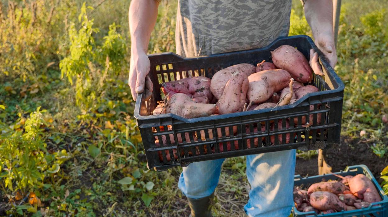 El boniato o batata es muy apreciado por sus cualidades nutricionales