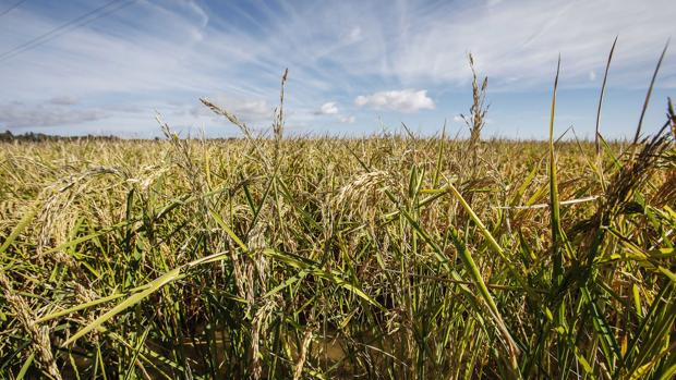 UE-Mercosur: Arroz, cítricos y vacuno, «en jaque» por las entradas en el Cono Sur