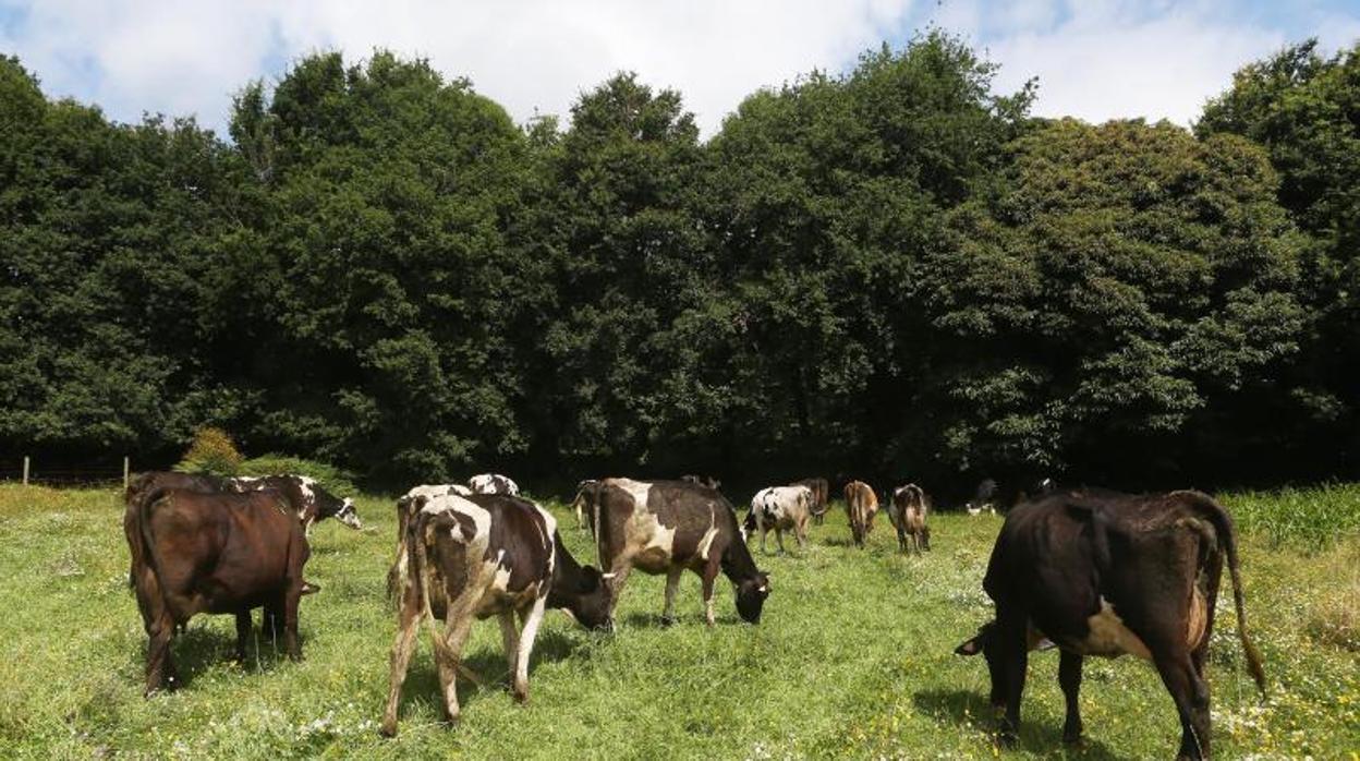 Los ganaderos europeos denuncian que el acuerdo coloca en riesgo la supervivencia del sector