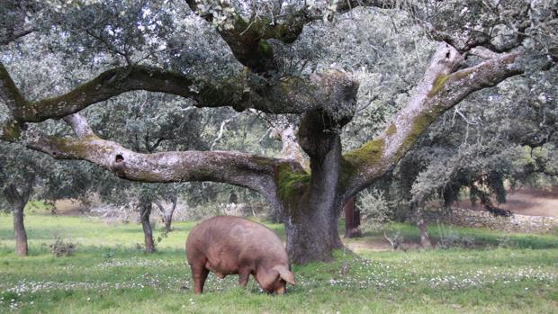 Consenso en torno a un trato exclusivo para el ibérico de bellota