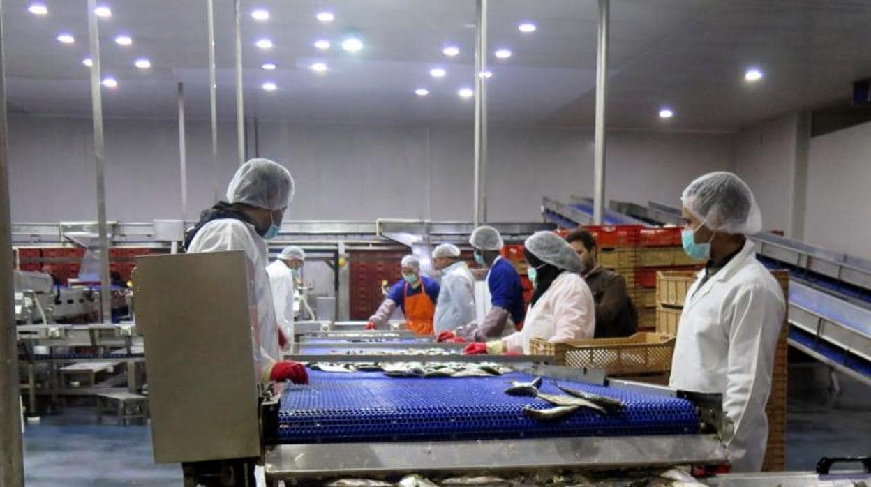 Fábrica de industria pesquera en Dajla