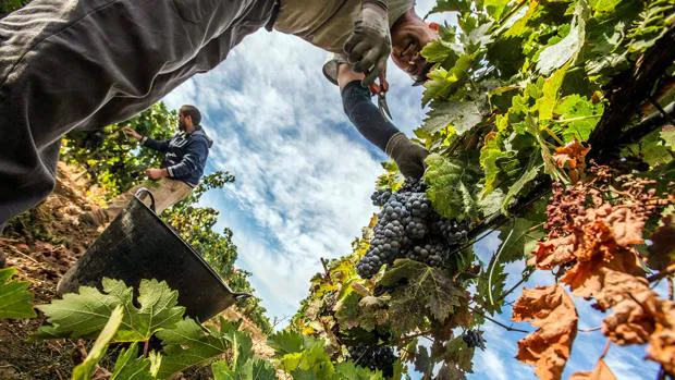 Arranca la vendimia en la provincia de Sevilla: año seco, buenos vinos