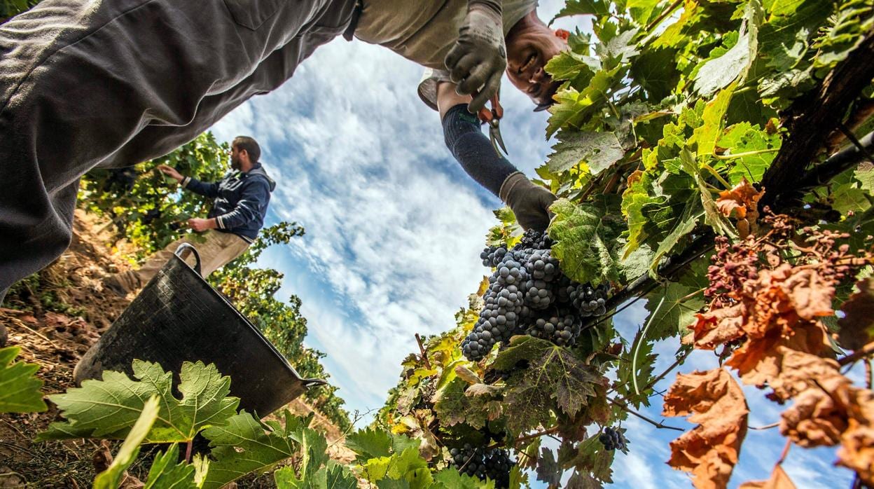 Vendimiadores trabajando en la recolección de la uva