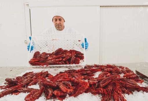 Preparación de carabineros en Mariscos Méndez