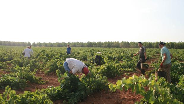 Un total de 14.000 españoles vendimiarán en Francia por las mejores condiciones laborales que ofrece el país