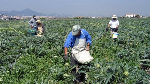 Los agricultores andaluces podrán tener un técnico cualificado gratis