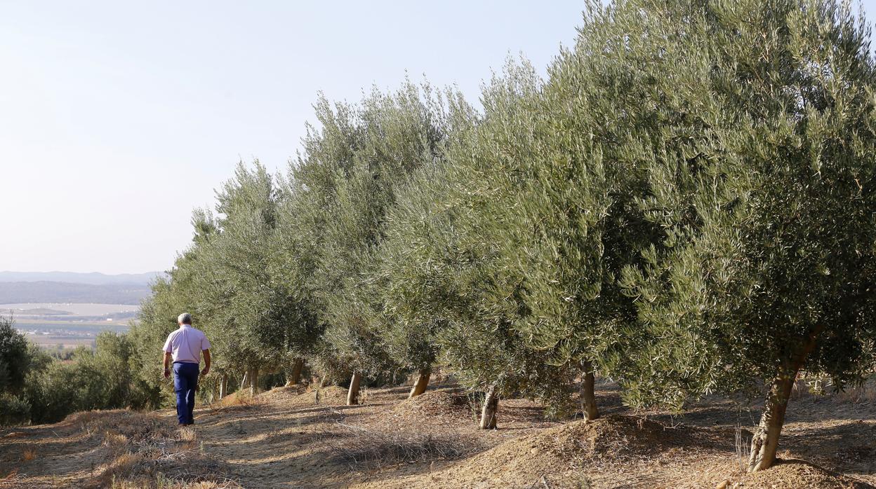 El aceite de oliva podría estar entre los grandes damnificados de la disputa comercial con Estados Unidos
