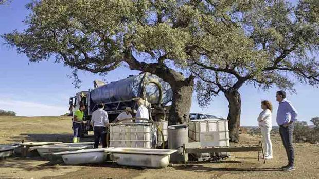 La sequía obliga a llevar agua a ganaderos del Andévalo