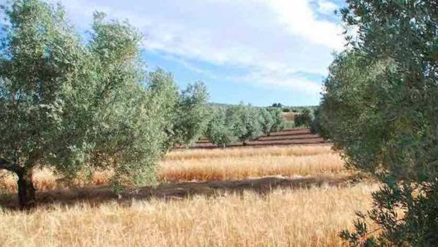 La demanda de piensos eleva el precio y la superficie de la cebada y el triticale