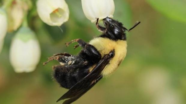 Análisis: un campo sin gente ni abejas