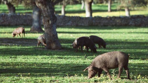 La carga de bellotas y la previsión de lluvias auguran una montanera «excepcional»