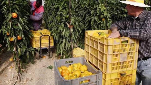 Freno a la voluntad de reciclar residuos agrarios