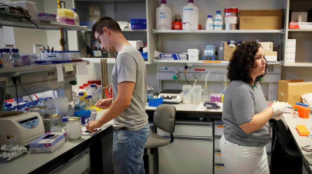 Investigadores en uno de los laboratorios del Centro de Biología Molecular y Medicina Regenerativa de Sevilla