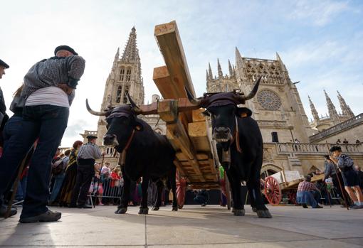 Recreación del transporte de las piedras con las que se construyó la Catedral (con la Cabaña Real de Carreteros)