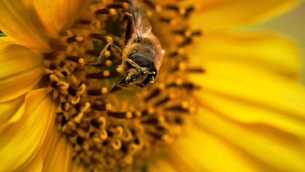 El polen se presenta como aliado sostenible de la producción de vinos