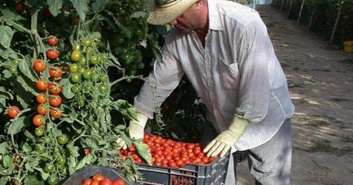 El tomate marroquí , más barato, es una fuerte competencia para el producido en España
