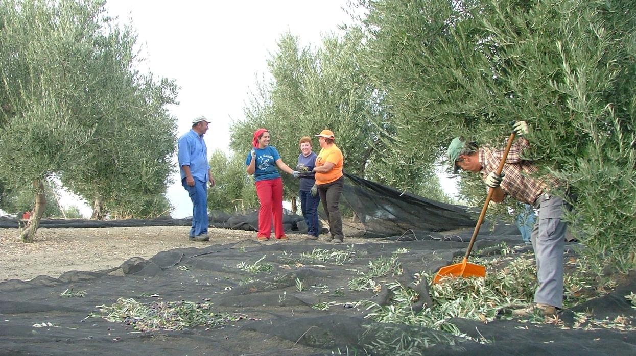 El Gobierno reduce a 20 el número de peonadas en el campo y bonificará la conversión de eventuales a fijos