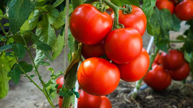 Multa de hasta 100.000 euros a quien venda hortalizas por debajo del coste