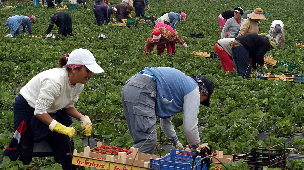 Los empresarios agrícolas piden al Gobierno que lance una oferta de empleo para recoger la fresa, ya que el cierre de fronteras impide llegar a 9.300 marroquíes para esas labores