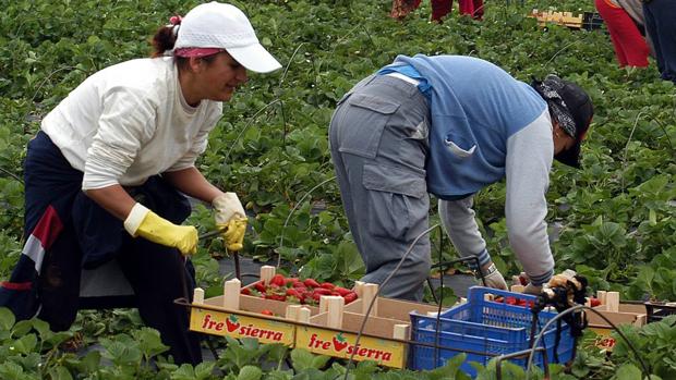 El cierre de fronteras deja al campo andaluz sin 9.300 marroquíes para recoger la fresa