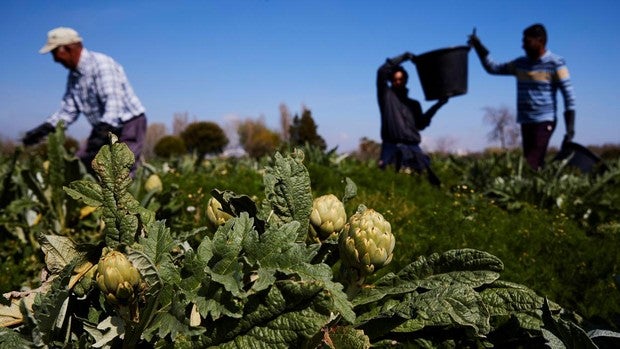 Agricultura aprueba un primer alivio para el campo y extiende los plazos de la PAC hasta el 15 de mayo