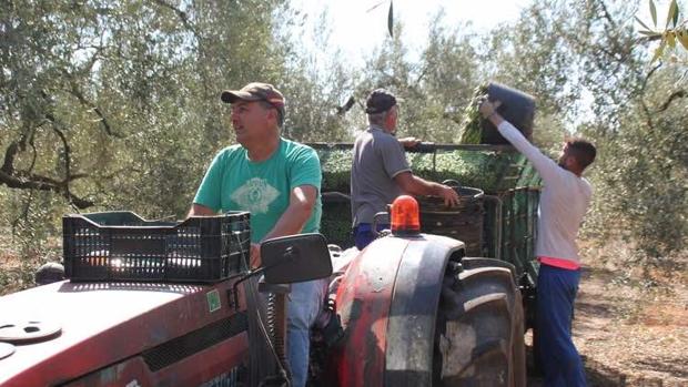 Luz verde a la incorporación de parados para salvar las campañas agrícolas