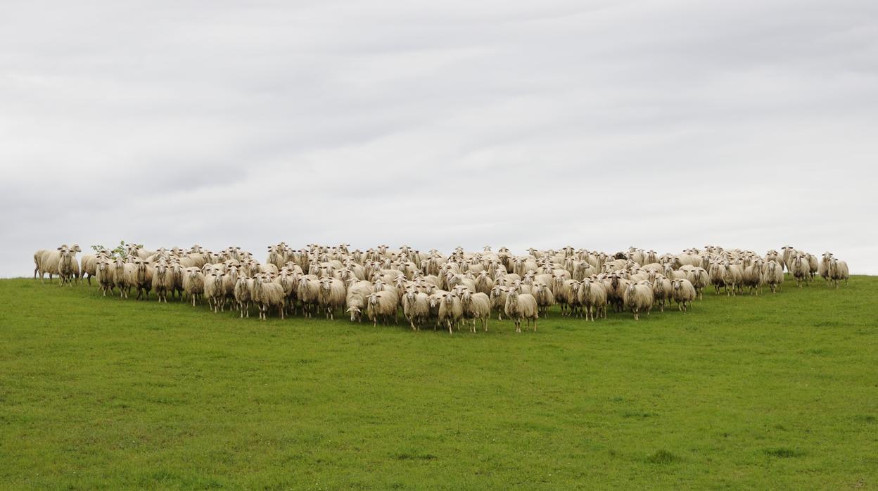 Uno de los sectores más castigados es el del ovino y el caprino, del que viven unas 150.000 familias en España