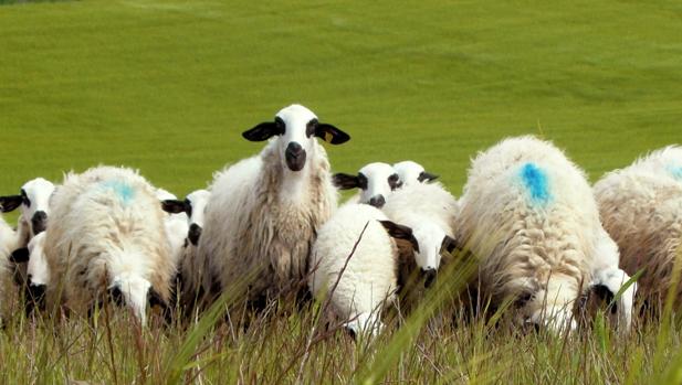 PP y PSOE confrontan sus recetas contra la crisis de la ganadería española