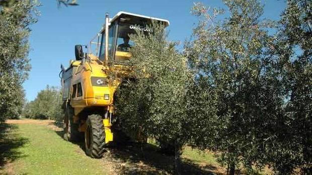 Derribando mitos: el olivar superintensivo también es sinónimo de sostenibilidad