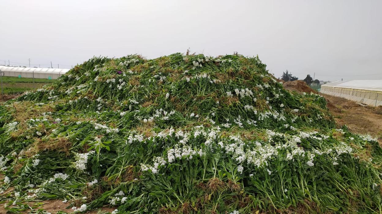 El sector de la flor cortada y plantas ornamentales cifra en 270 millones de euros las pérdidas por el coronavirus en 2020