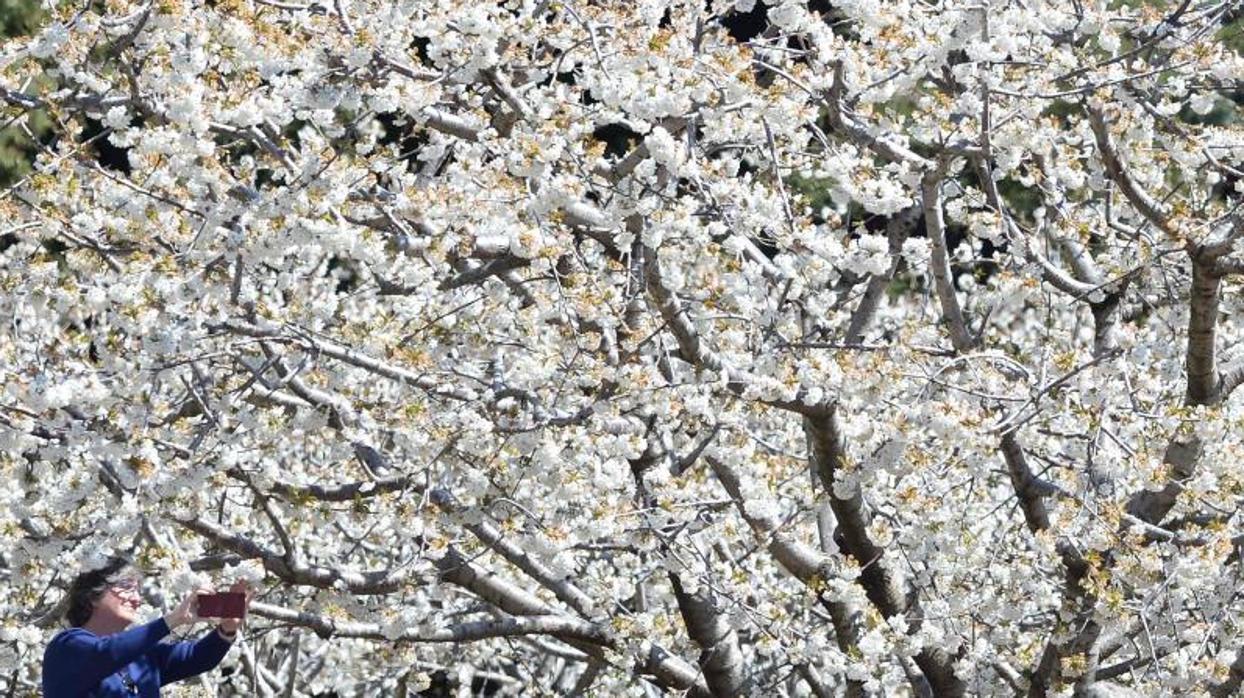 Cerezos en flor en el Valle del Jerte