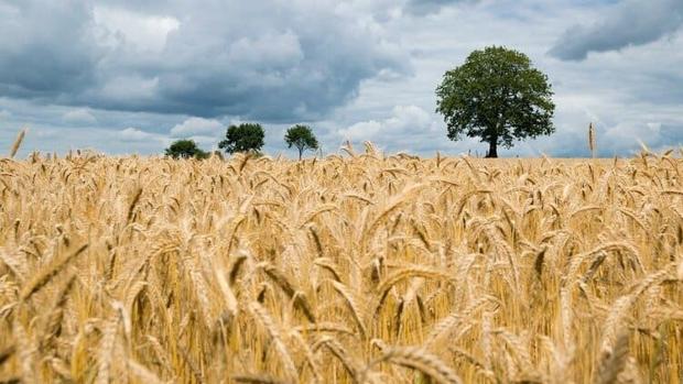 Análisis: Priorizar la sanidad vegetal