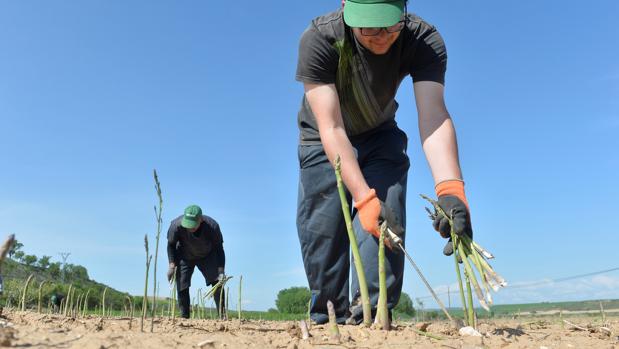 Planas prorroga el decreto que facilita la contratación en el campo hasta el 30 de septiembre