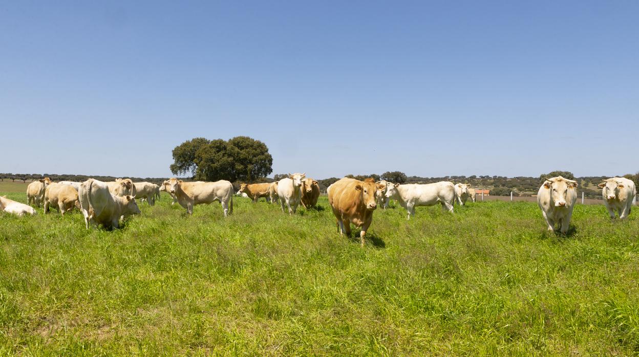 3.000 millones de euros al año es el valor de las 700.000 toneladas de carne producidas al año por el sector vacuno