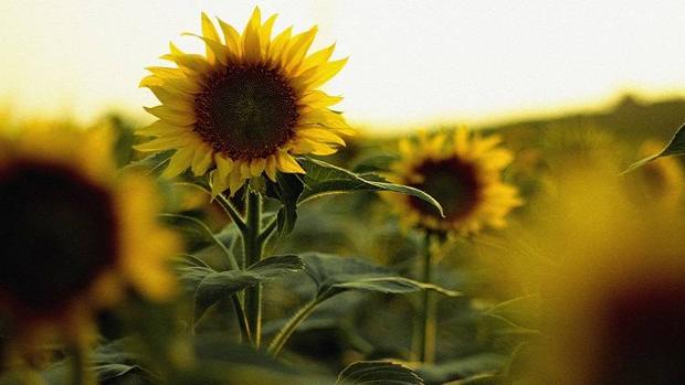 El girasol pierde superficie en Córdoba pese al alza de la cosecha