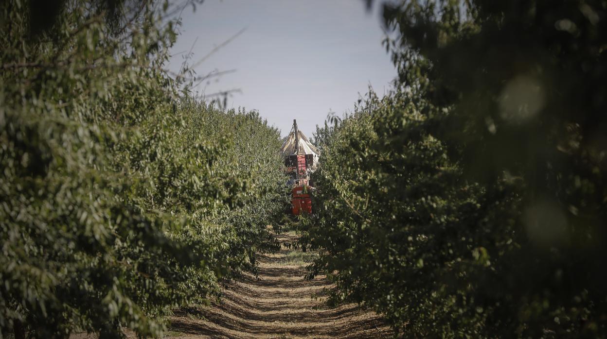 Recolección de almendras en Las Manchas, finca de Villamanrique