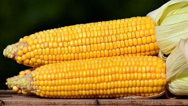 Cereales: el maíz, único registro a la baja en la Lonja de Sevilla