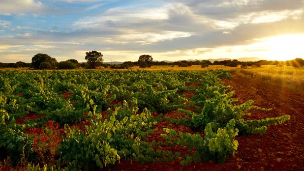 La cosecha de incertidumbre del vino español