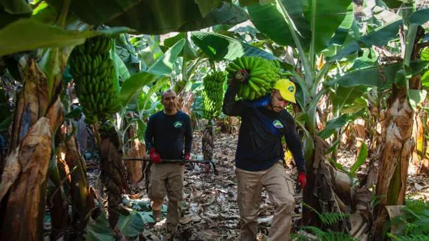 El «tijeretazo» de Bruselas a las ayudas para las Regiones Ultraperiféricas amenaza al plátano canario