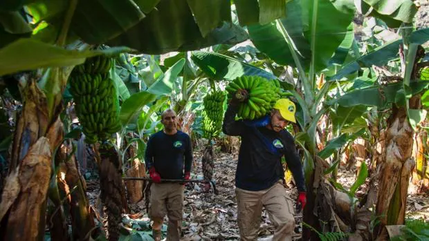 El plátano de Canarias, la asignatura pendiente que dejan los ministros de agricultura europeos