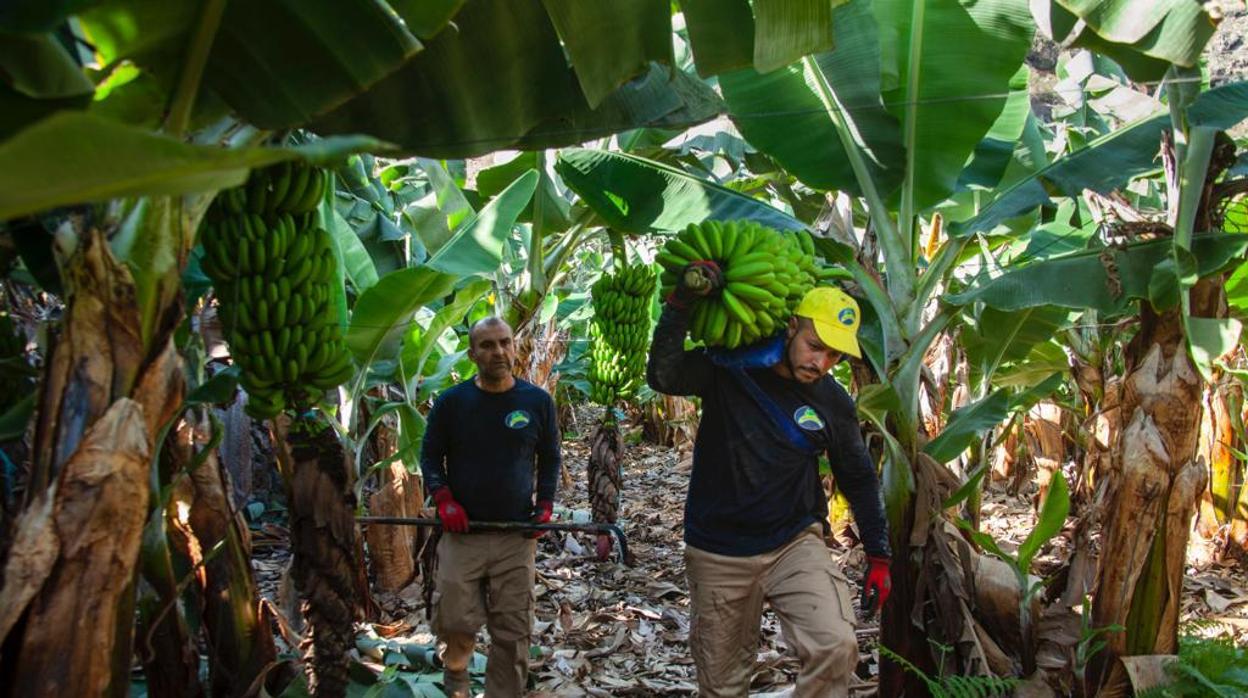 El Plátano de Canarias se salva por la mínima y mantendrá las ayudas europeas los dos próximos años