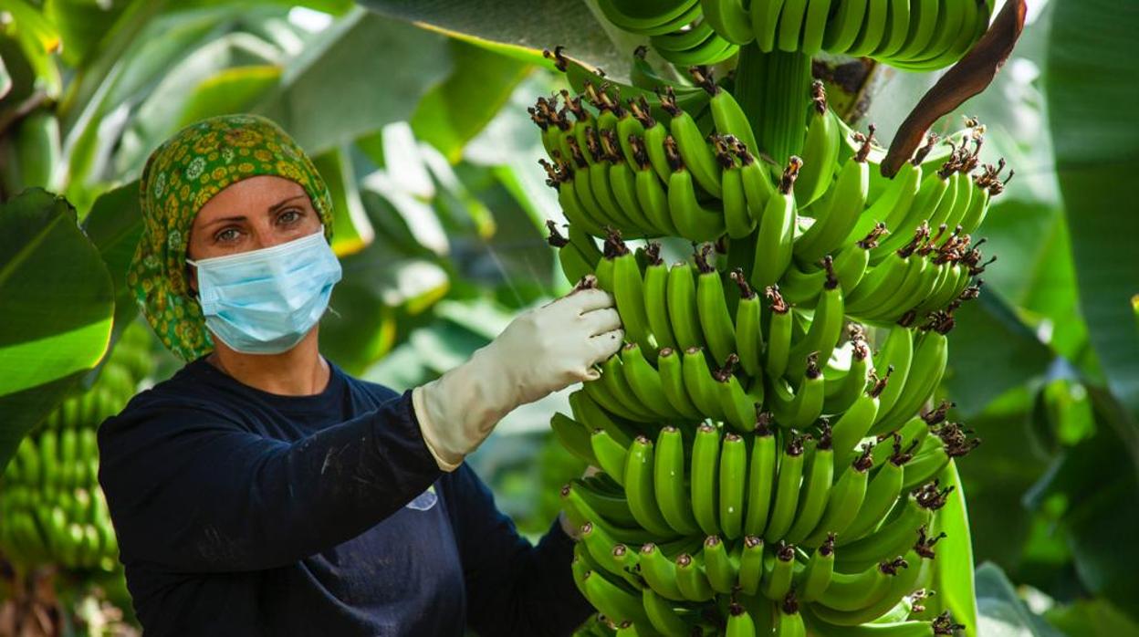 El plátano se la juega mañana frente a la banana en el Senado