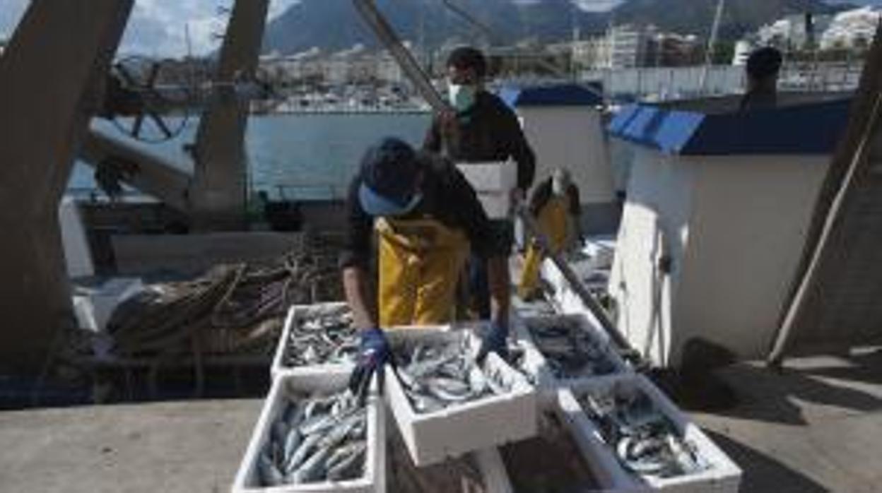 Trabajos en la lonja de Marbella (Málaga)