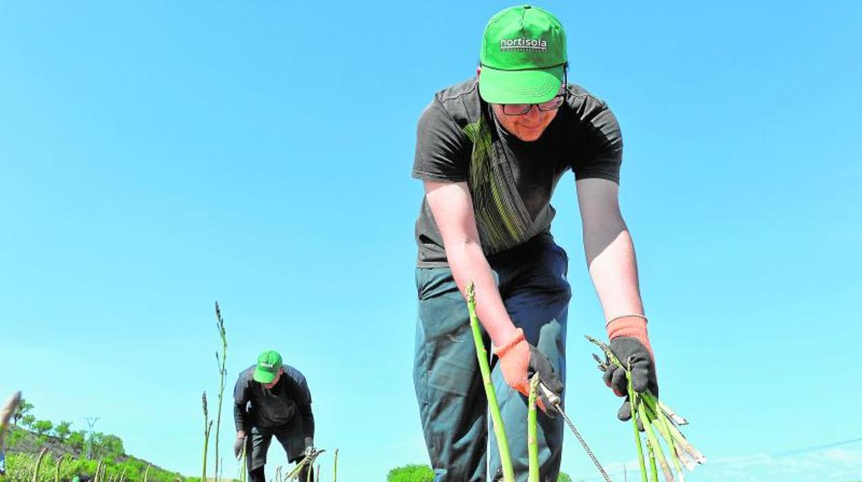 El Gobierno aumenta las subvenciones a los seguros agrarios en un 19% y amplía las coberturas