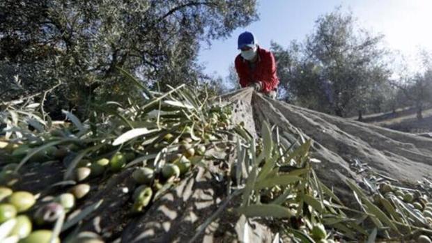 La campaña de olivar llega en Córdoba al ecuador con más cosecha pero menos rendimientos