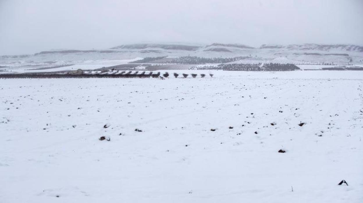 Vista del campo de Yecla (Murcia) tras las intensas nevadas